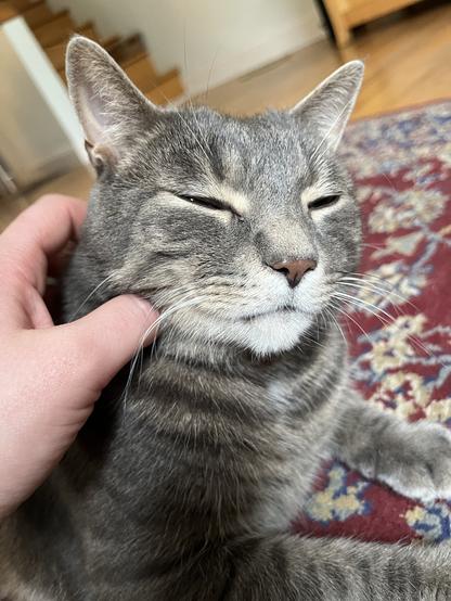 Black and gray tabby cat getting Head scratches by the hand of someone out of camera range. His eyes are closed with pleasure.