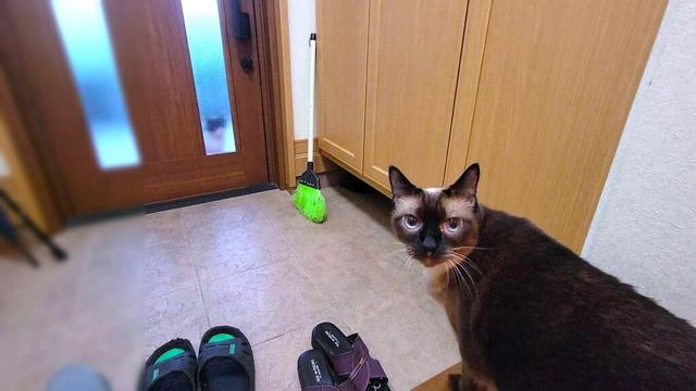 野良猫がうちのシャム猫を誘いに家にやって来た結果🚪