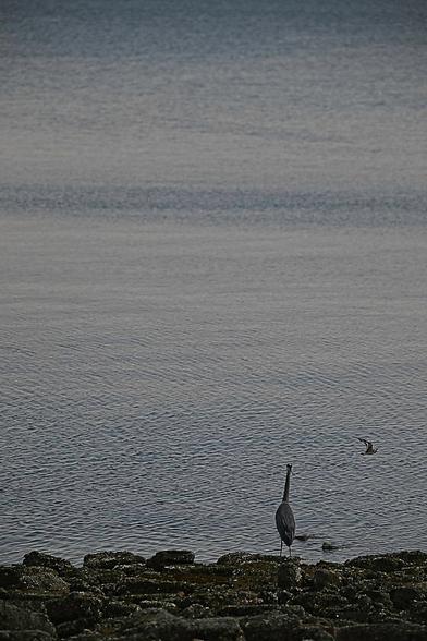 Silent Sunday - Contemplating the Sea, blue heron and seagull #blueheron #seagull #silentsunday #birdsofmastodon #photography #photo #naturephotography #nature #bird #birds #beautiful
