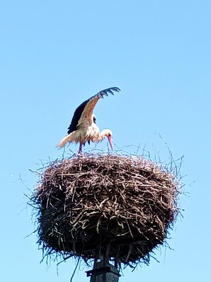 A wet stork in a nest, wings spread for drying, feathers wet and spiky.