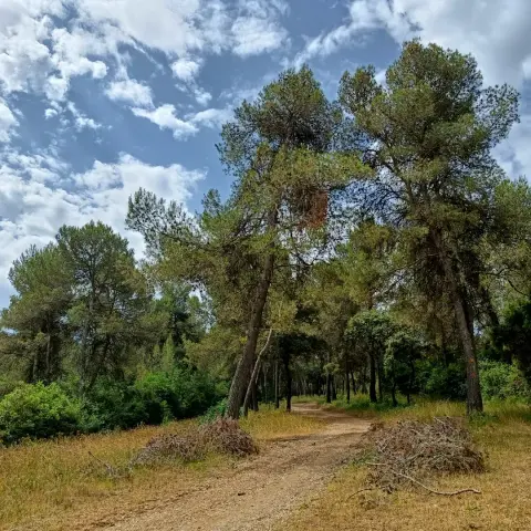 Autour du massif forestier de Baillarguet