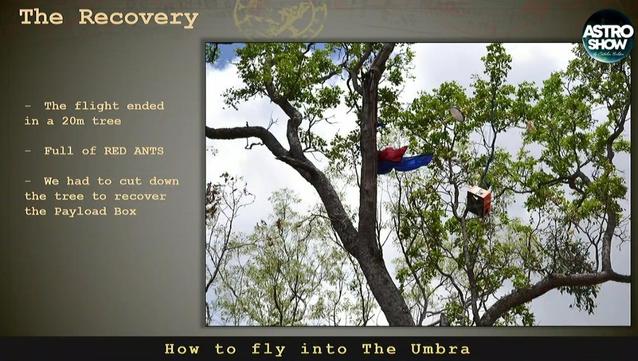 The balloon in the tree