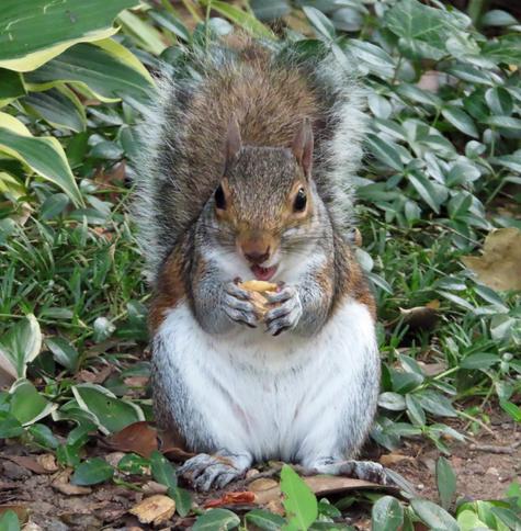 gray squirrel with white tummy eating a peanut