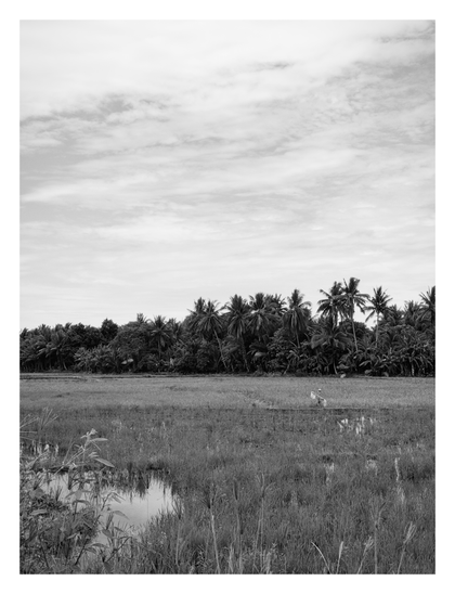 The top half of the image is dominated by a sky filled with wispy and fluffy clouds. Below the sky, a dense treeline stretches across the horizon, characterized by numerous tall, slender palm trees.

In the midground and foreground lies a rice paddy. The field is wet, with patches of water reflecting the sky and surrounding greenery. Young rice shoots cover the expanse. A solitary scarecrow, wearing a shirt and a hat, stands in the middle of the field.

The immediate foreground features taller, wild grasses and a pool of water. - Google Gemini Pro 2.5