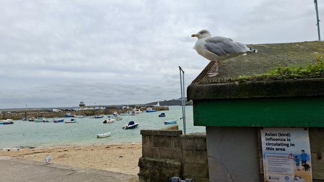 St Ive's Cornwall, an overcast afternoon. Just in front of us, to the right, a low moss-covered dark harbour hut. Just above us, a plump white and grey seagull is standing on the roof, placidly gazing out over the beach, green sea, anchored boats, pier and harbour to the left. Just below it, hanging on the side of the hut wall, a warning sign: Avian (Bird) Flu Is Circulating In This Area. It is illustrated with an adult, child and dog by the beach; instructions about not letting it spread; and an illustration of a seagull. It looks as if the real seagull has perched deliberately by this sign to peacefully show us how little it cares,