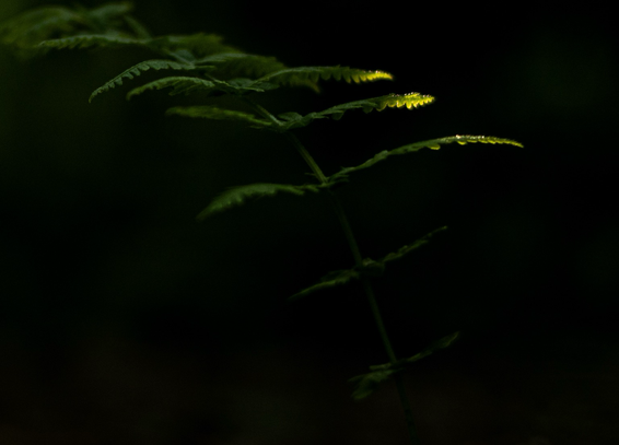 A fern in shade with rays of sunlight reaching outer tips of frond