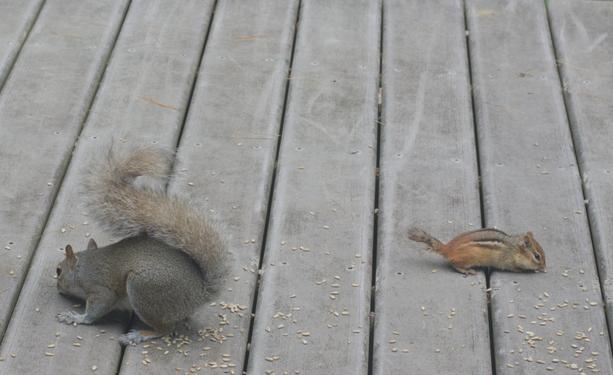 A squirrel and a chipmunk eat sunflower seeds in close proximity on my deck.