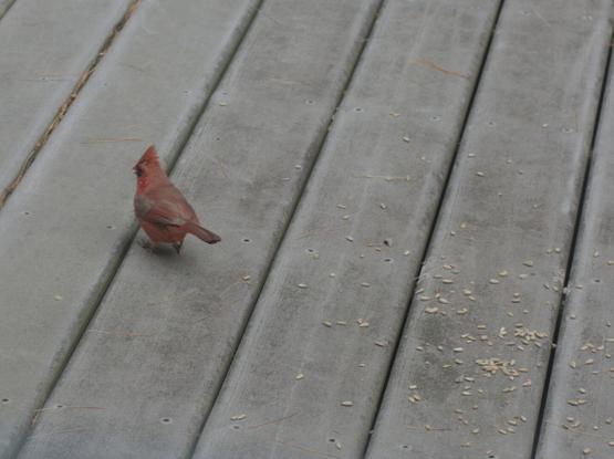 A male cardinal eats sunflower seeds on my deck while avoiding the squirrel and chipmunks.