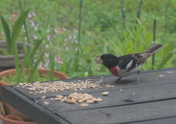 A rose-breasted grosbeak eats sunflower seeds on a table on my deck. In this photograph, the bird has a beak-ful of seeds.