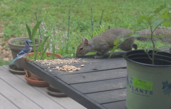 A squirrel eats sunflower seeds on a table on my deck while a blue jay waits on a clay pot in the background for a chance to grab some seeds.
