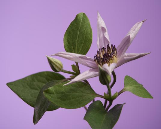 Clematis flower