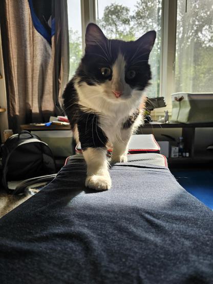 Black and white floofcat on a workout bench.