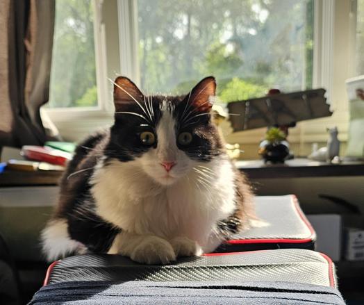 Black and white floofcat on a workout bench.