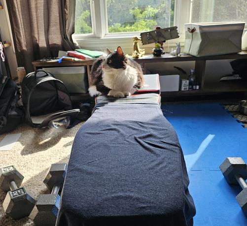 Black and white floofcat on a workout bench.