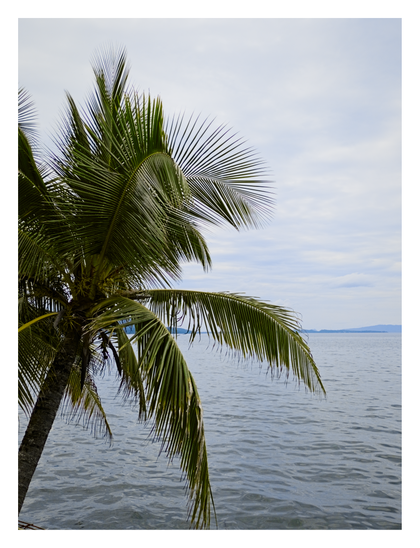 A close-up of a palm tree on the shore. Its green fronds hang over a calm body of water, with a distant, hazy landmass visible on the horizon under an overcast sky. - Google Gemini Pro 2.5