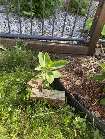 A milkweed plant is growing in the grass outside of a little garden barrier. Two bricks have been placed around the milkweed, forming a triangle together with the other barrier, to remind anyone who might be mowing to leave this plant and not accidentally cut it down