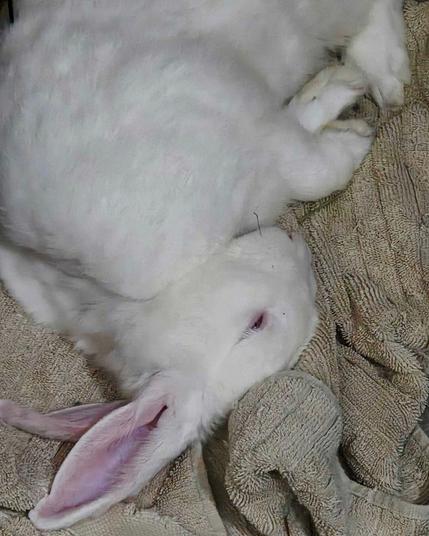 A large white rabbit sleeping flopped over in a curled up position on a beige towel
