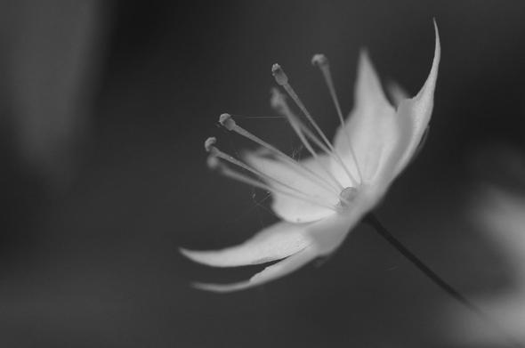 Macro photograph in black and white of a 15 mm open flower, seen from the side with eight delicate and pointy petals and eight anthers at the end of long stamens. Fine threads of spider web are hanging between the stamens. The flower looks like a star.