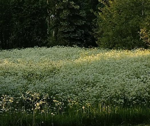 Niitty täynnä jotain valkeita kukkia. Taustalla puita.