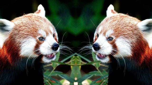 Ein Spiegelbild eines Roten Pandas auf dunklem Hintergrund. Mehrere grüne Bambusblätter sind zu sehen. Die Schnurrhaare der Spiegelbilder berühren sich.