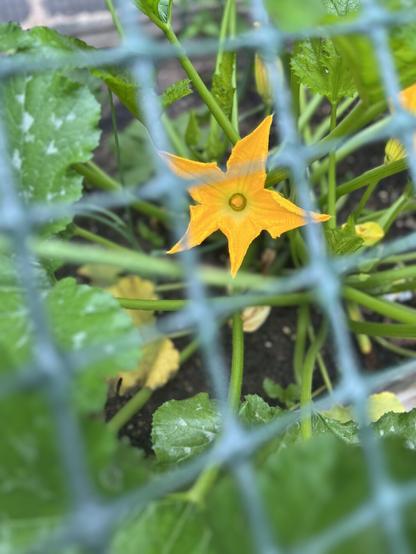 A vibrant yellow flower is surrounded by green leaves in a garden, partially obscured by a wire fence.