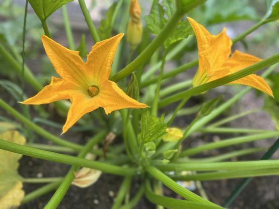 Bright yellow zucchini flowers are blooming among green stems and leaves in a garden setting.