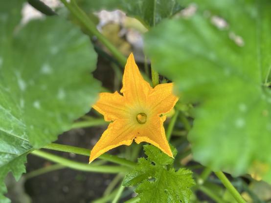 A vibrant yellow zucchini flower surrounded by green leaves. The flower is partially obscured by the foliage.