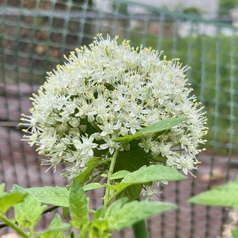 A close-up of a cluster of small white flowers with delicate yellow tips, surrounded by green leaves. The background features a blurred green mesh fence.