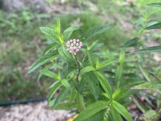 A close-up of a plant with green leaves and small clusters of pink flowers in a natural outdoor setting.