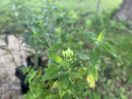 A close-up of a green plant with bright green leaves and buds, set against a blurred background of additional greenery. The focus is on the budding growth.