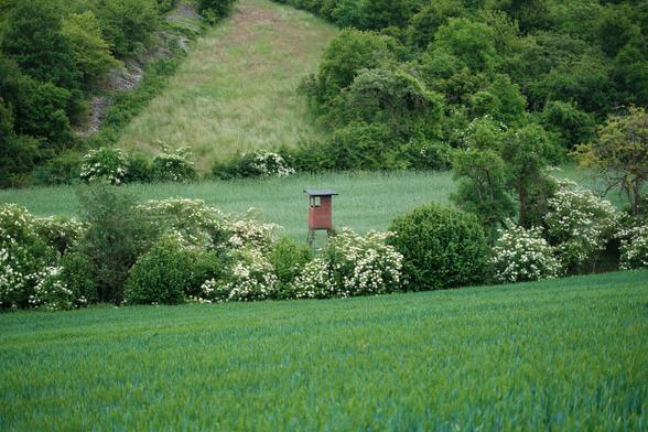 A hunting blind standing in a row of elderflowers on a green field