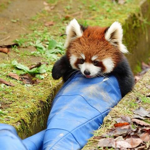 A picture of a Red Panda.