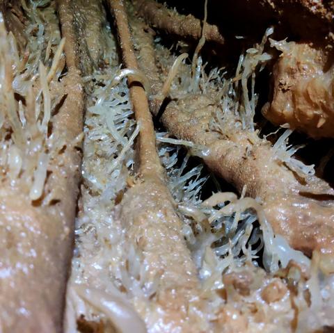 A stalactite with lots of helictites growing on the side