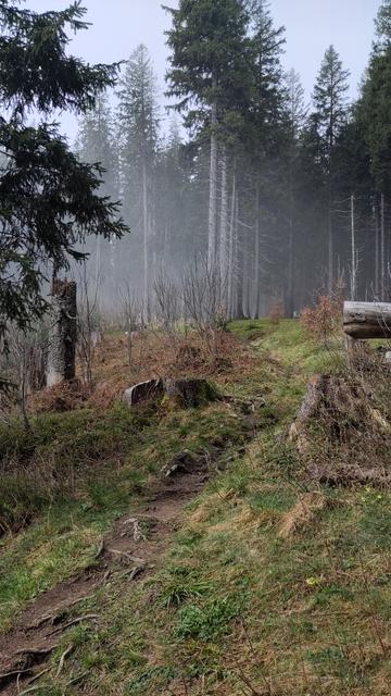 Foto kurz vor der Spitze. Der braune Fußpfad schlängelt sich durch eine grüne Wiese. Im Hintergrund wachsen hohe Nadelbäume zwischen denen der Nebel anfängt hervor zu quellen.

Photo shortly before the summit. The brown hiking path winds through a green field. High needle trees grow in the background through which the fog starts streaming out.