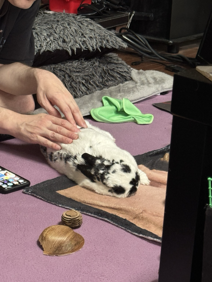 A relaxed bunny is flopped out, paw up, being gently rubbed by an attentive BunDad