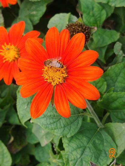 Bright orange flower with yellow stamen center on a field of green leaves. There is a singular bee working to extract nectar from the flower.