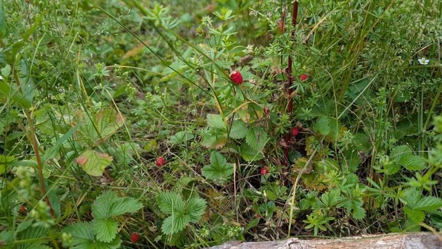 Photo of some wild strawberries on their bush surrounded by more green.