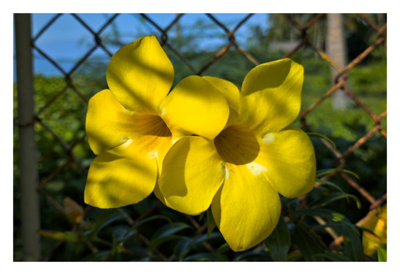 A golden trumpet flower.