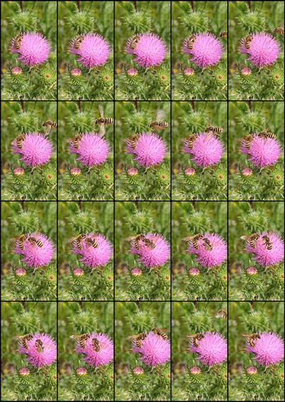 EN:
Montage of 20 images that follow one another in time:
Wasp feeding on nectar from the many small flowers of a thistle umbel.
Another wasp approaches, realises that this umbel is already taken and swoops down like an eagle to drive the first wasp away.
After a brief fight, the first wasp kicks the attacker away with an outstretched leg.
The latter quickly flies away and the first wasp has her flower umbel all to herself again.

DE:
Montage von 20 Bildern, die zeitlich aufeinander folgen:
Wespe futtert Nektar aus den vielen, kleinen Blüten einer Distel-Dolde.
Andere Wespe nähert sich, erkennt, dass diese Dolde bereits vergeben ist und greift sturzflugartig, wie ein Adler an, um die erste Wespe zu vertreiben.
Nach kurzer Rangelei schlägt die erste Wespe die Angreiferin durch einen gezielten Tritt mit gestrecktem Bein in die Flucht.
Diese fliegt rasch davon und die erste Wespe hat ihre Blütendolde wieder für sich allein.