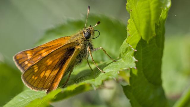 Groot dikkopje - Ochlodes sylvanus