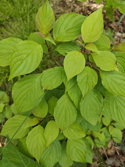 A lot of teardrop shaped spring green leaves with deep veins on a thigh high multiple stemmed shrub.