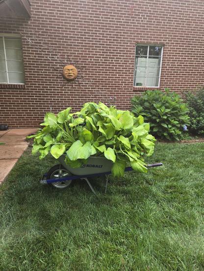 One giant hosta in a large wheelbarrow.