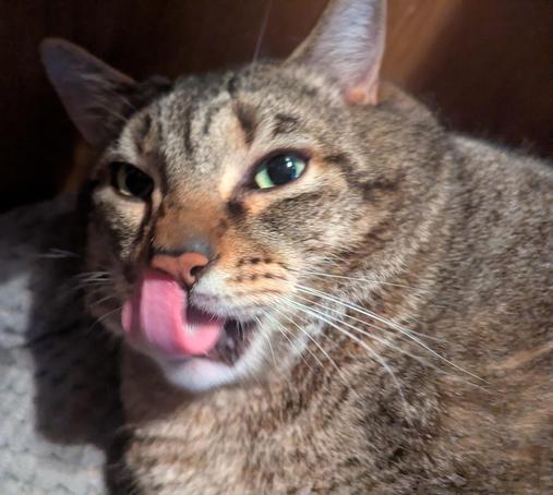 Waffles the three-legged, chonky, tabby cat, blepping, quite close up.
