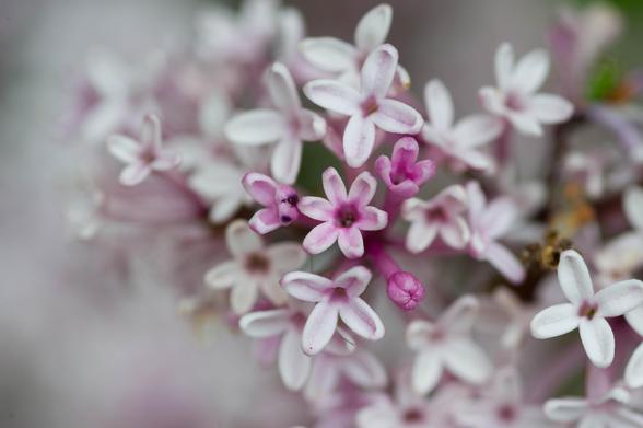 Photo of many small four-petalled, mostly out of focus, mostly pale pink-white, other than four which are darker pink, one closed, two half-open, one fully open, but with six petals.