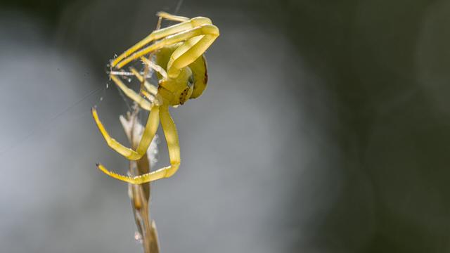 Gewone kameleonspin - Misumena vatia