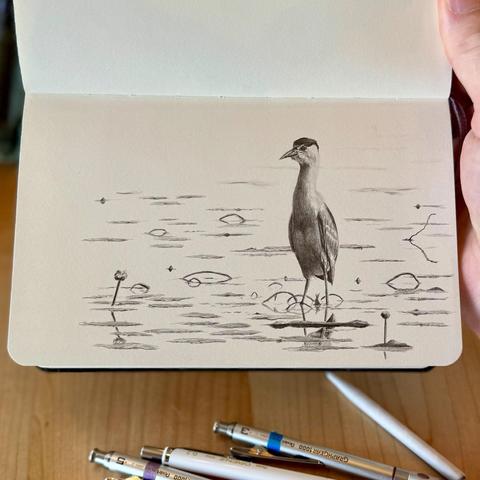 A graphite pencil sketch of a night heron standing in still water, surrounded by lily pads and subtle reflections.