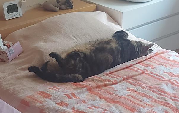 Kater auf dem Bett