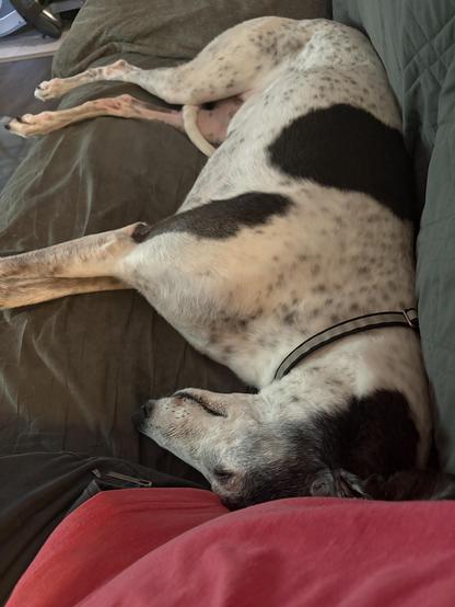 Photo of a white greyhound dog laying on a couch with her head pressed against her human’s hip.