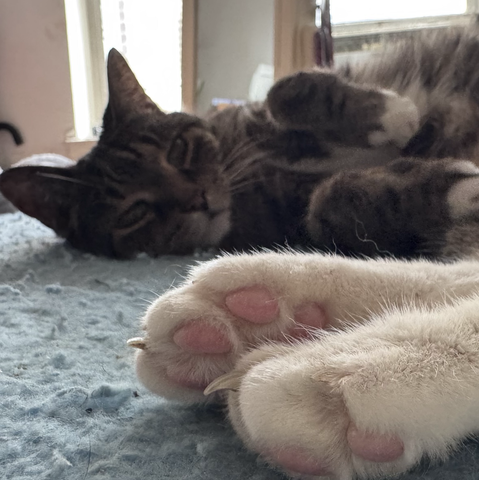 Pica’s feet are pink and she’s not impressed by much.