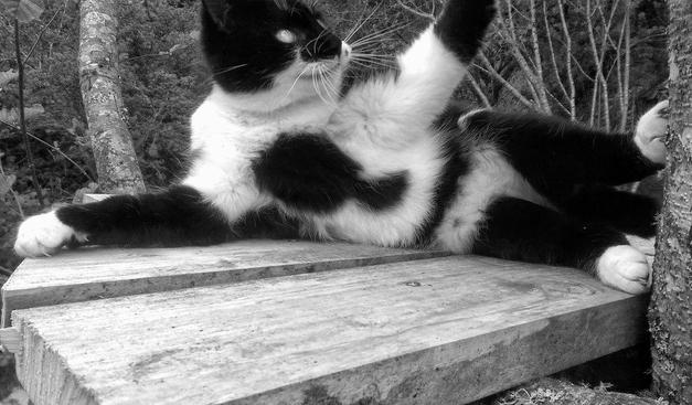 Black and white cat posing gloriously